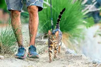 Cat owners take their felines out for a walk or hike in Los Angeles