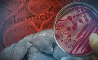 More than three-quarters of Salmonella found in Metro Manila chicken meat are multidrug-resistant