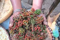 A rare and prized wild pepper is at risk in Madagascar's shrinking forest