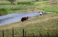 France reports first human case of livestock virus Shamonda after patient dies