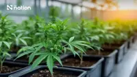 Thailand to tighten cannabis controls and propose tougher penalties