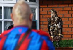Soccer-PETA urges Crystal Palace to retire bald eagle mascot Phoenix
