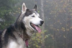 What to know about the high energy husky