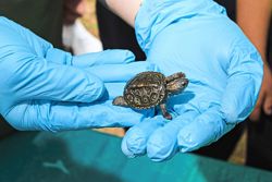 This US zoo helps protect baby turtles, then sends them on their way