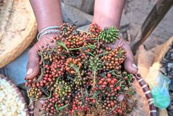 A rare and prized wild pepper is at risk in Madagascar's shrinking forest