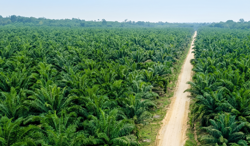 TSH Resources denies involvement in Indonesia haze, reports 274 hotspots