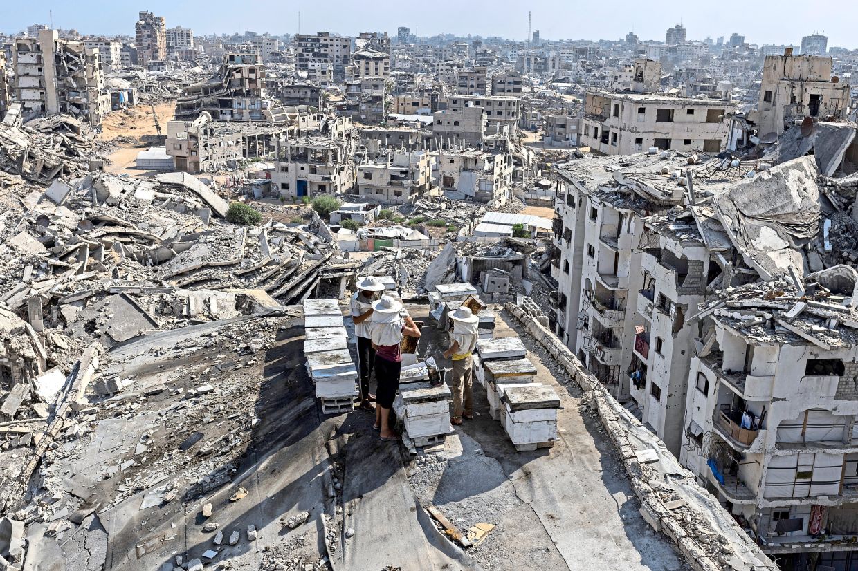 Life takes root in the rubble