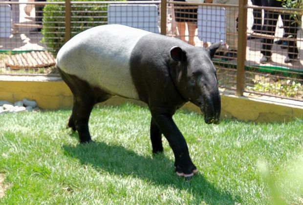 QuickCheck: Ist ein 250 kg schwerer Tapir auf einen Golfplatz gewandert?