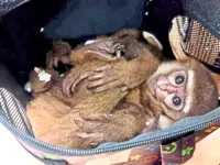 Smugglers turn focus to gibbons