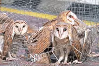 Working to curb wildlife smuggling
