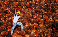 Palm oil glut lures Indian buyers as price gap to rivals widens