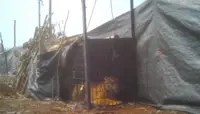 Suspected man-eating tiger captured in Indonesia’s Riau province