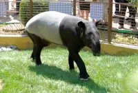 QuickCheck: Did a 250kg tapir wander onto a golf course?