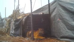 Suspected man-eating tiger captured in Indonesia’s Riau province