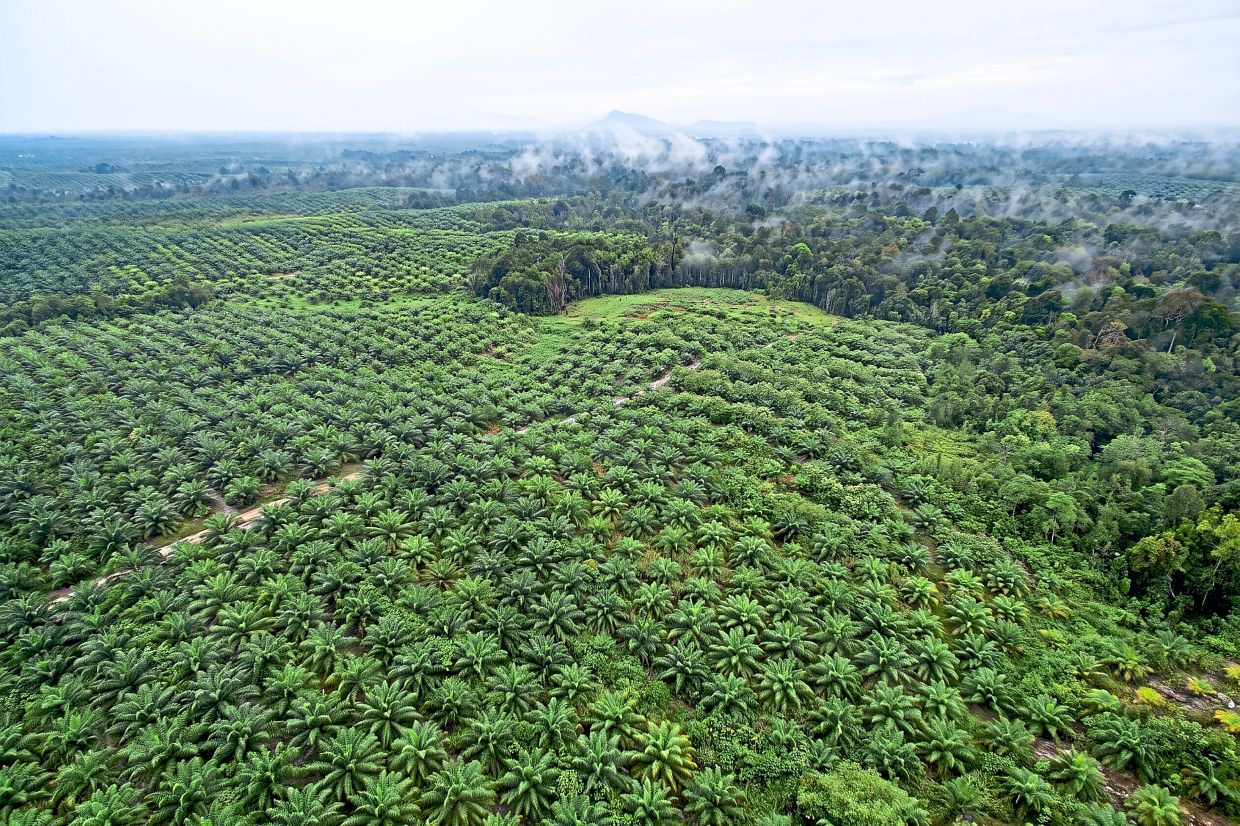 Branching out beyond palm oil