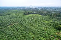 Branching out beyond palm oil