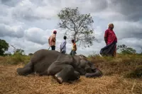 Sri Lanka to set up joint wildlife-military center to protect elephants