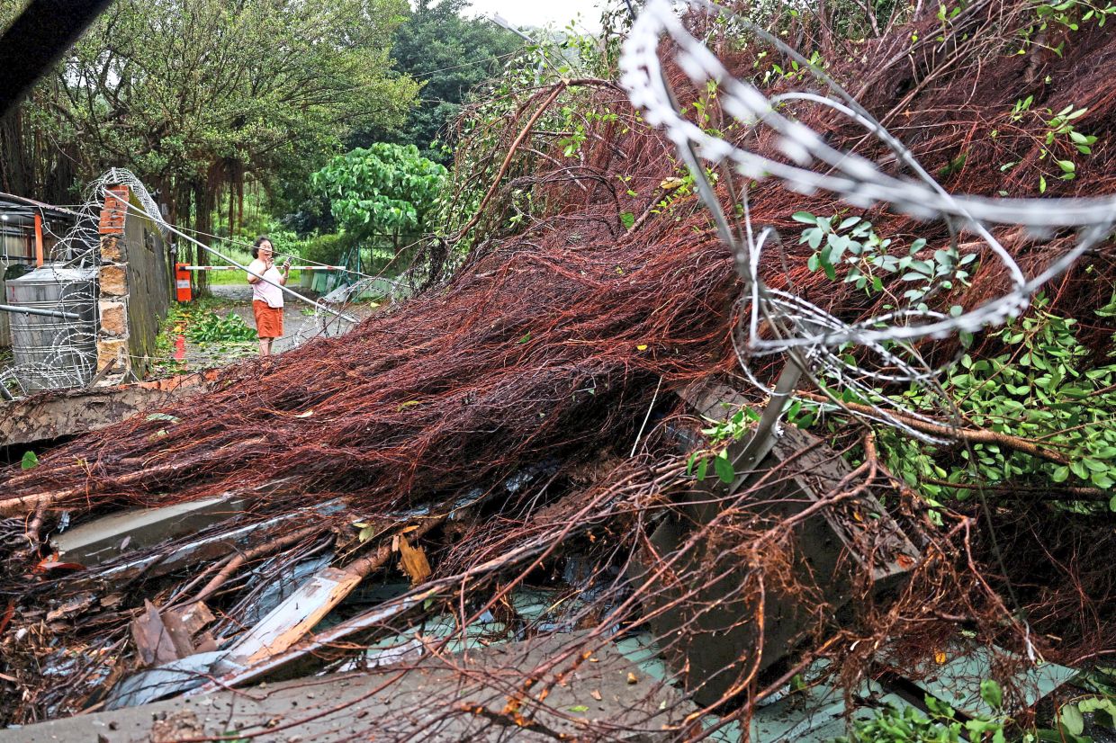 A woman inspecting an uprooted tree along a street in Taipei. —Reuters