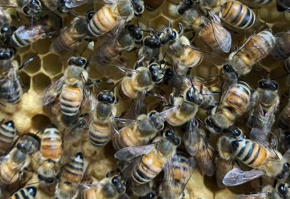 Mardi worker dies after bee attack