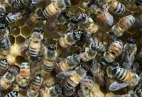 Mardi worker dies after bee attack