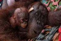 'Another miracle despite the carnage' Ensnared female orangutan and her baby rescued in Indonesia's wildfire