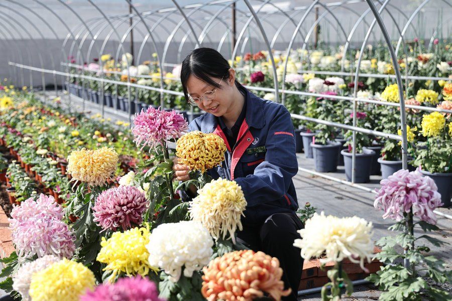 Lang Yujie moves and arranges chrysanthemums ahead of an exhibition at Beihai Park in Beijing. - Photo: China Daily/ANN
