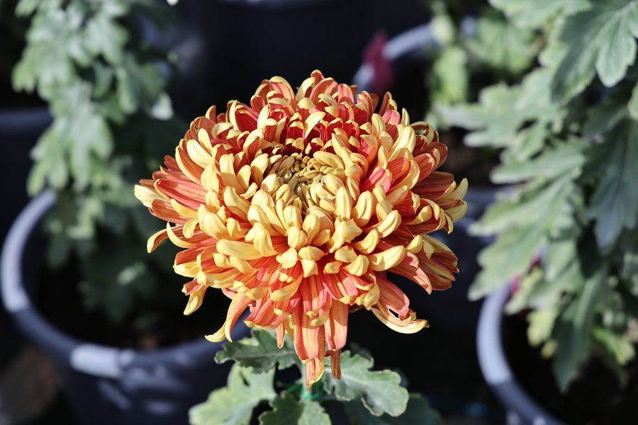 Chrysanthemums in bloom at Beihai Park in Beijing. - Photo: China Daily/ANN