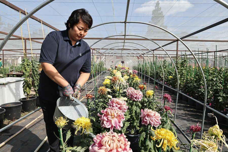 Liu Ning tends to chrysanthemums being prepared for an upcoming exhibition at Beihai Park in Beijing. - Photo: China Daily/ANN