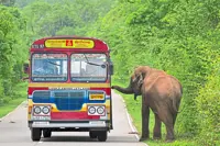 Military might to protect wild elephants