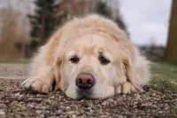 Pet custody disputes draw increasing attention in China, where pets are treated as property