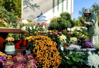 Beijing falls for chrysanthemums in autumn