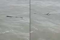 QuickCheck: Was a crocodile spotted near a beach resort in Bagan Lalang?