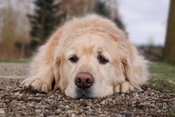 Pet custody disputes draw increasing attention in China, where pets are treated as property