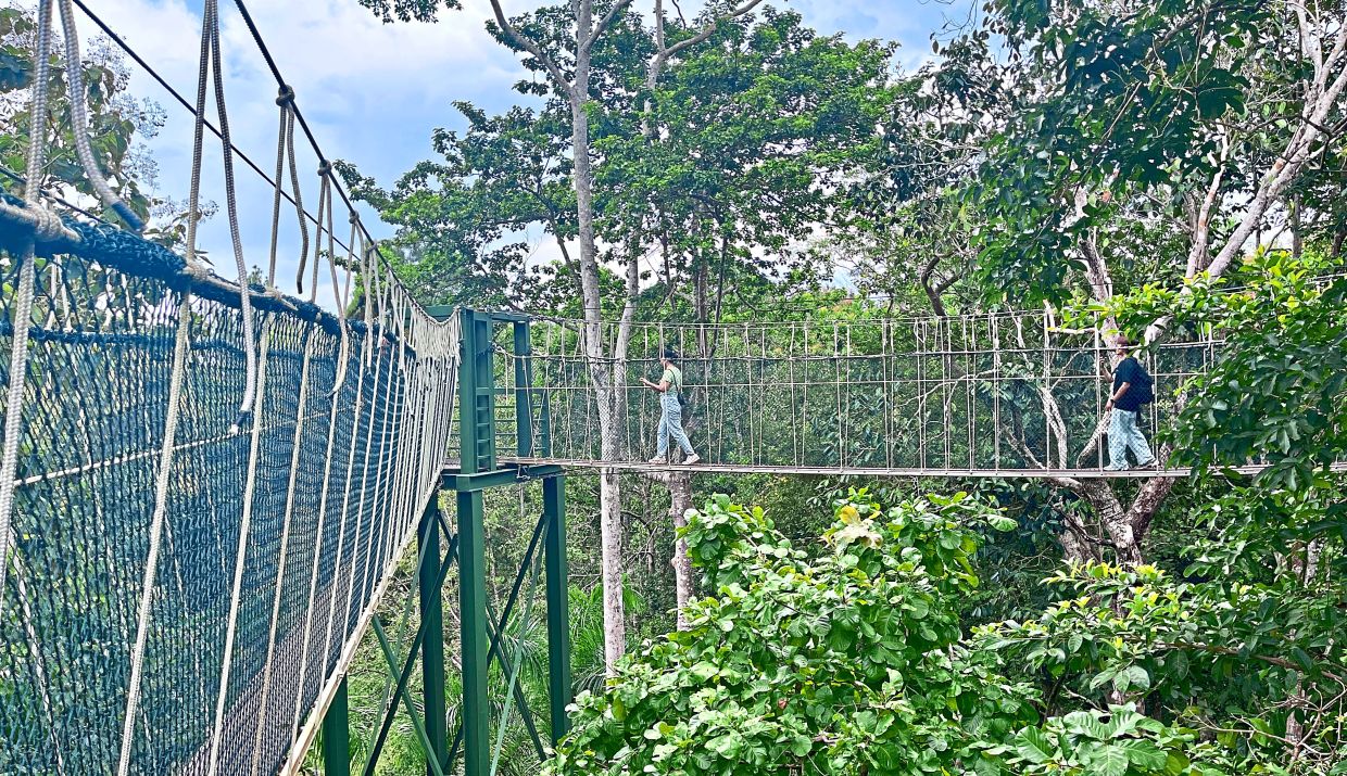 Visitors making their way along the canopy walk over lush greenery at FRIM Research Station in Kaki Bukit.