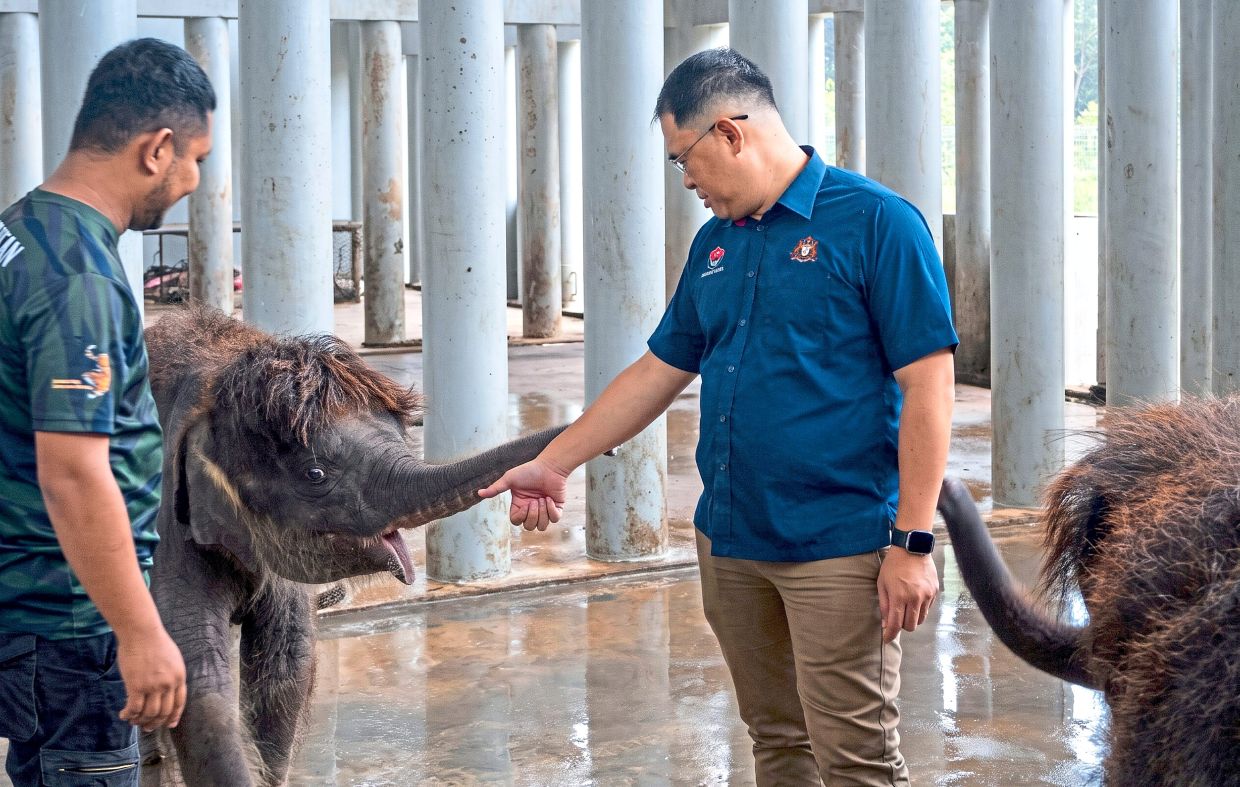 Johor Elephant Sanctuary to open next year