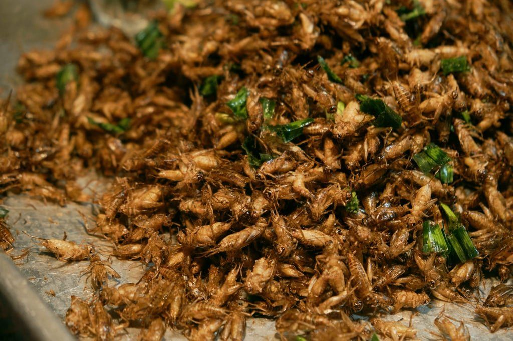 Crispy, seasoned to perfection, and surprisingly delicious, fried insects are the ultimate Thai night market culinary adventure — would you try them? - Photo: Daniil Kiselev/SOPA Images/LightRocket via Getty Images