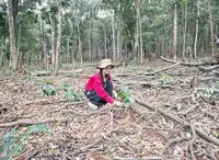 Beneath the wind turbines, new dreams take root in Laos