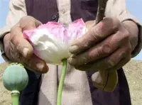 Four heroin labs destroyed, four smugglers arrested in Afghanistan