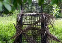 QuickCheck: Were tiger tracks found near a Felda settlement in Gerik?