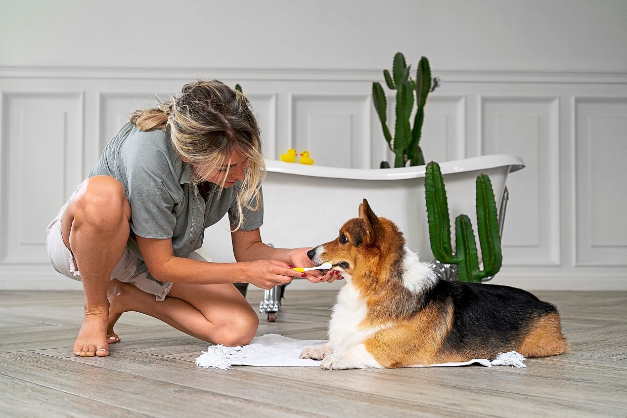 The goal of at-home grooming is handling the easy, frequent jobs yourself.