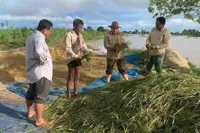 Cambodian farmers bid goodbye to monsoon, but El Nino threat hangs over farmland