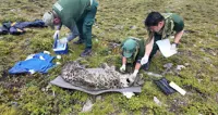 Bhutan fits GPS collar on snow leopard to strengthen conservation efforts