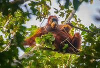 Forest loss, wildfires put orangutans at high extinction risk