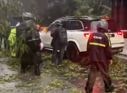 Five falling-tree incidents hit Selangor in one evening, six vehicles affected