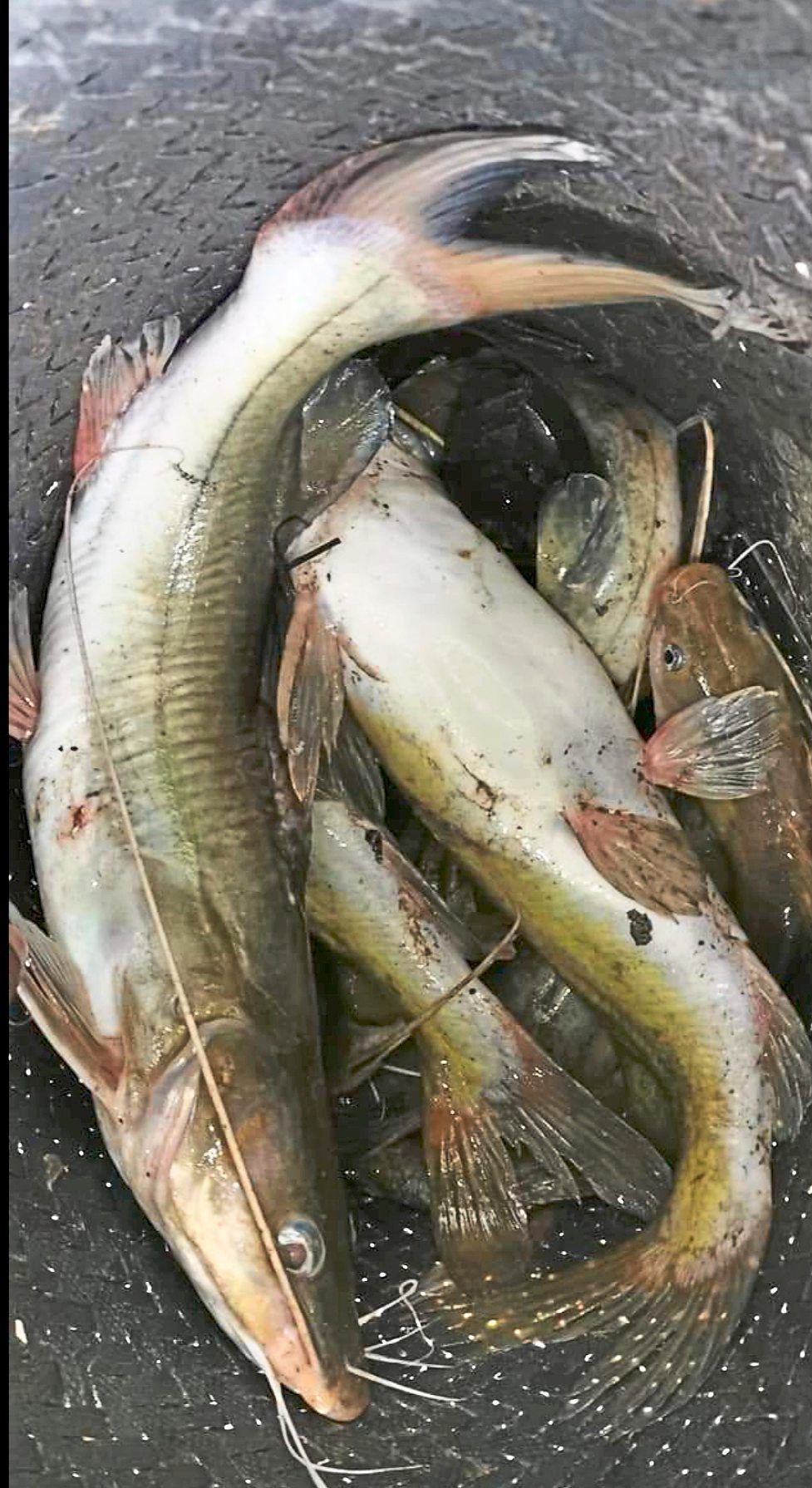River fishes the main fare during weekends at Sungai Perak R&R (southbound). — Filepic