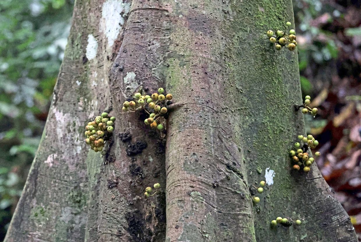 Among the species found at KL East Park is the Ficus variegata, also known as Pokok Ara Kelepong or red-stem fig. It plays an important role in the tropical forest ecosystem by providing food for wildlife such as squirrels, monkeys, birds and bats, while relying on fig wasps to pollinate its flowers.