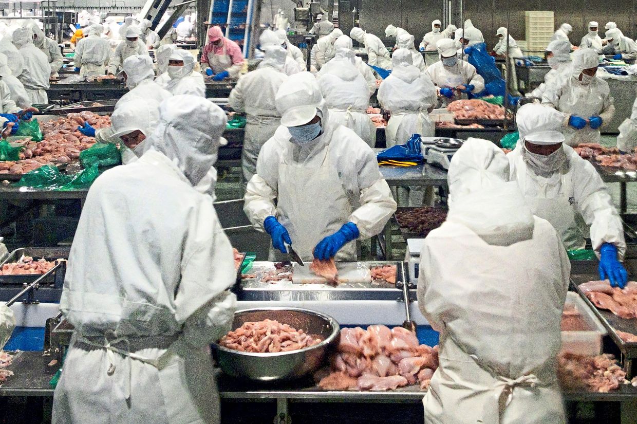 Employees trimming and processing chicken breast meat at Wintop Food Group’s frozen chicken-processing factory in Tengzhou, Shandong province, before they end up in a refrigerator outside the factory for domestic and export markets (below).— Reuters