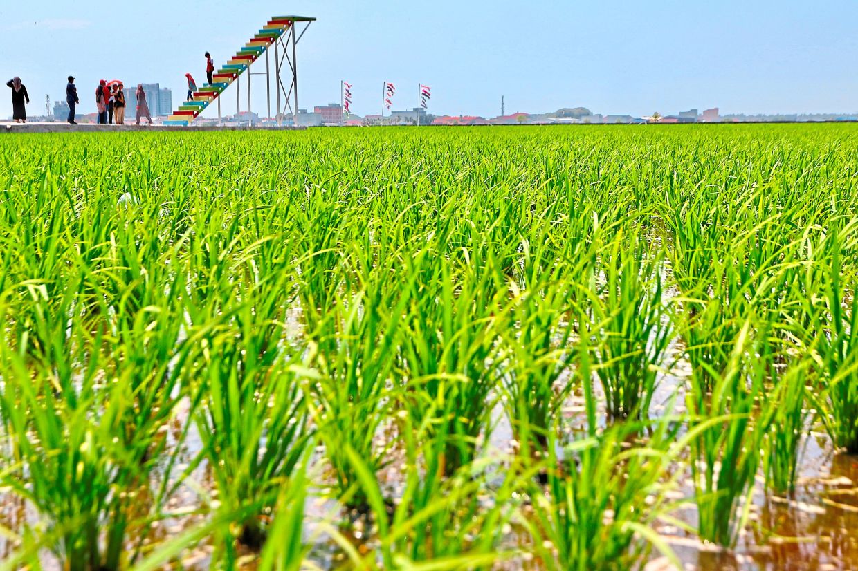 Almost 3,600ha of padi land converted for development over five years ...