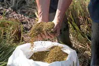 Can rice stop the sinking?