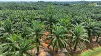 Malaysian palm oil glut swamps storage in top-growing state